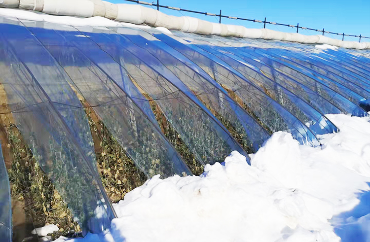 通遼受災的普通溫室750.jpg 通遼受災的普通溫室750.jpg