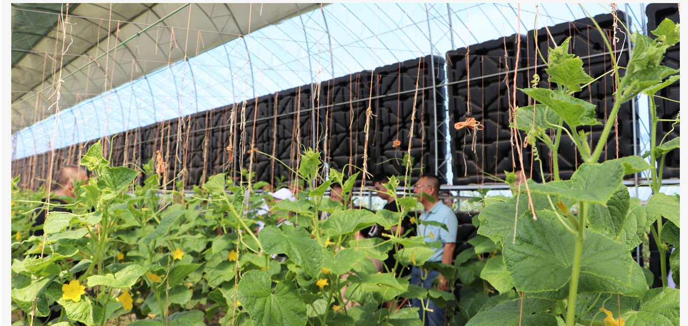 呼和浩特內(nèi)保溫日光溫室_15.jpg 準(zhǔn)格爾旗現(xiàn)代智慧設(shè)施農(nóng)業(yè)產(chǎn)業(yè)園_15.jpg