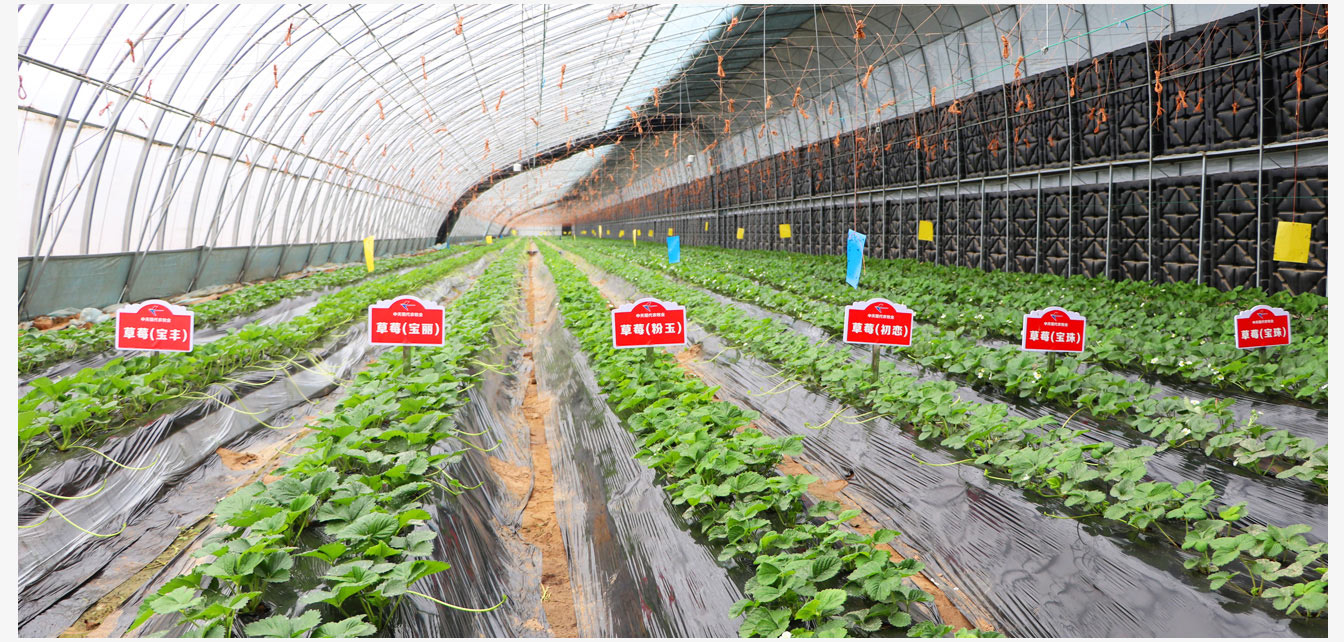 準(zhǔn)格爾旗現(xiàn)代智慧設(shè)施農(nóng)業(yè)產(chǎn)業(yè)園_18.jpg 準(zhǔn)格爾旗現(xiàn)代智慧設(shè)施農(nóng)業(yè)產(chǎn)業(yè)園_18.jpg