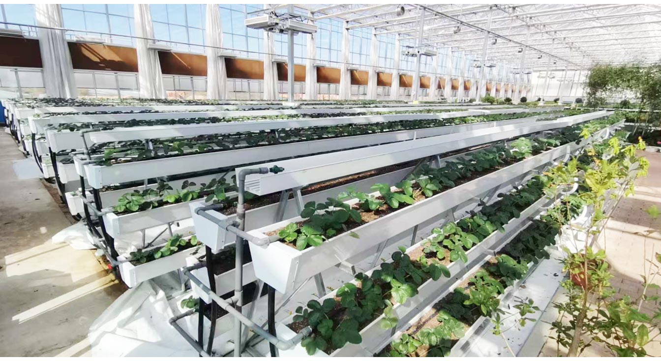 大路鎮苗家灘社區項目-智能溫室、日光溫室建設項目_14.jpg 大路鎮苗家灘社區項目-智能溫室、日光溫室建設項目_14.jpg