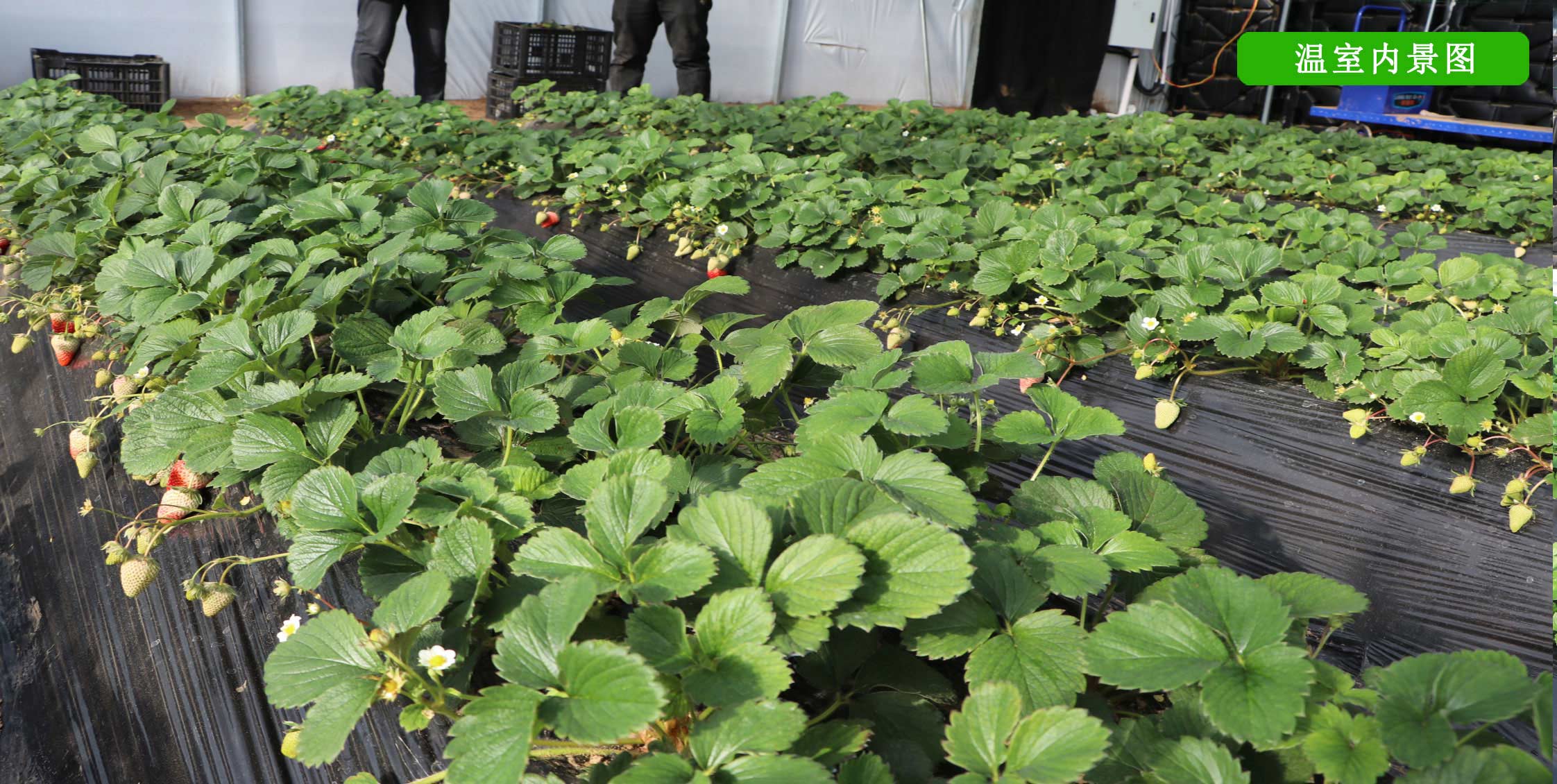 2、冬室夏棚網(wǎng)頁_13切.jpg 2、冬室夏棚網(wǎng)頁_13切.jpg