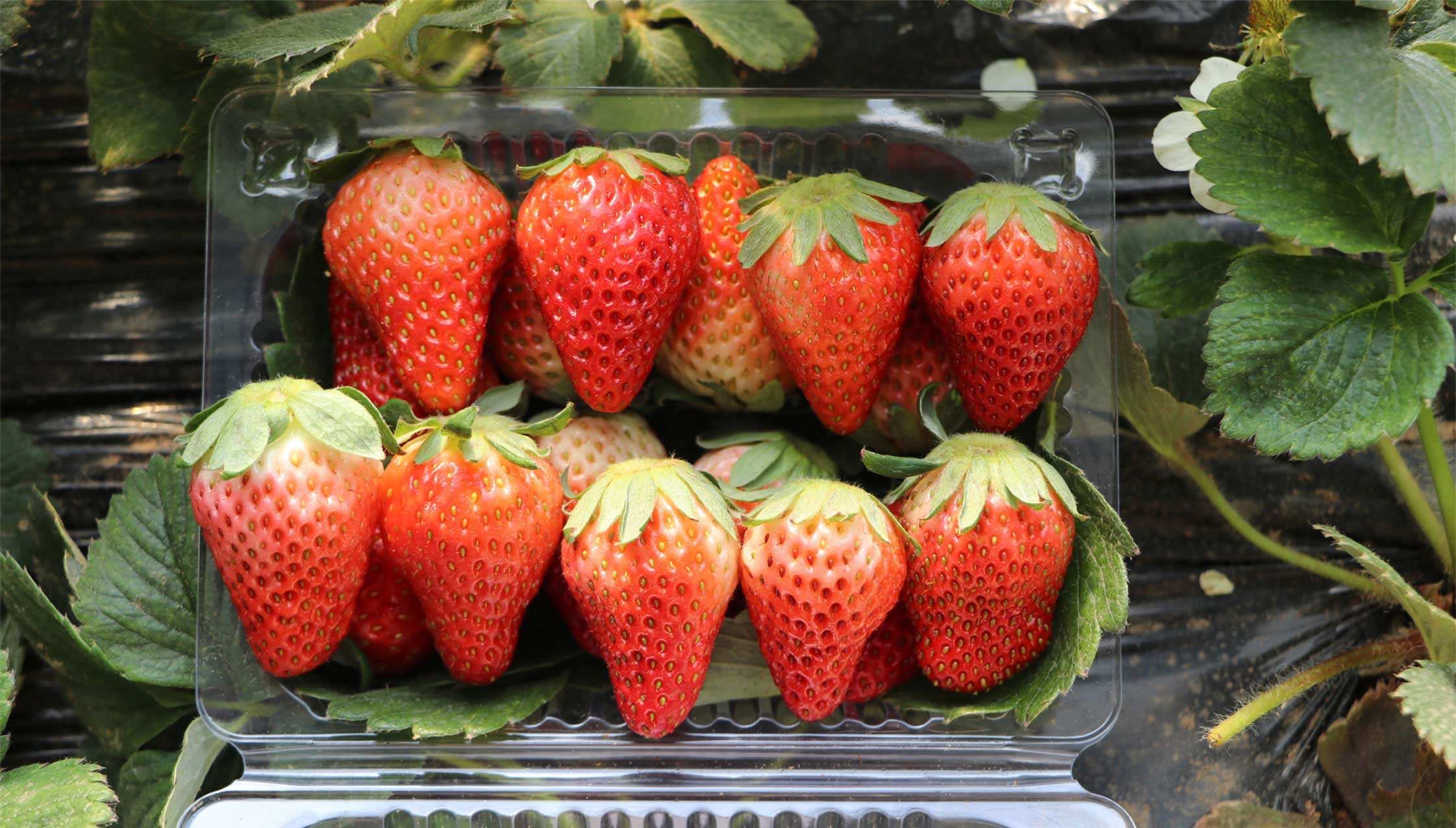 2、冬室夏棚網(wǎng)頁_14切.jpg 2、冬室夏棚網(wǎng)頁_14切.jpg